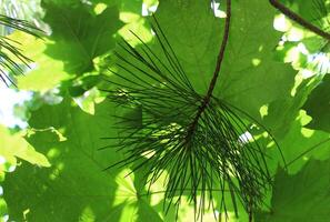 skönhet mönster av lönn löv och tall nålar stock Foto för natur bakgrunder
