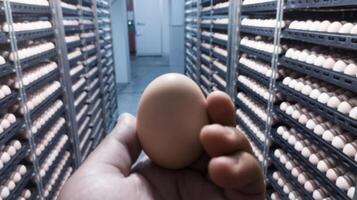de kvalitet kontrollera håller på med kvalitet kolla upp för skuggning ägg på de inkubation maskin rum. foto