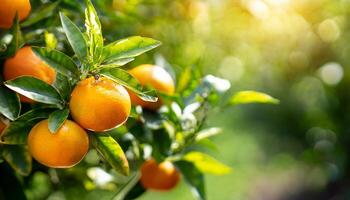 ai genererad citrus- grenar med organisk mogen färsk apelsiner mandariner växande på grenar med grön lämna bakgrund foto