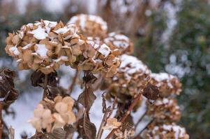 snö täckt brun blomma huvuden i en vinter- trädgård. foto