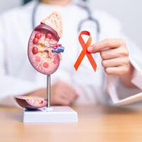 läkare innehav orange band med njure binjur körtel modell. njure cancer medvetenhet Mars månad, sjukdom av urin- systemet och stenar, cancer, kronisk njure, urologi, njur- och transplantation begrepp foto