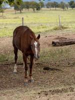 häst i en brasiliansk gård