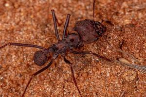 atta leaf-cutter ant