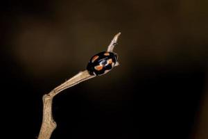 vuxen sigil lady beetle foto