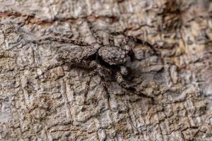 hoppande spindel på en trädstam foto