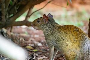 agouti vilda djur av släktet dasyprocta foto