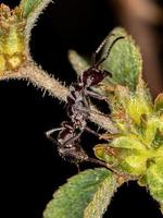 liten brasiliansk myra foto