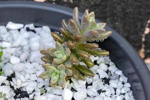 krasblommig växt med regndroppar foto