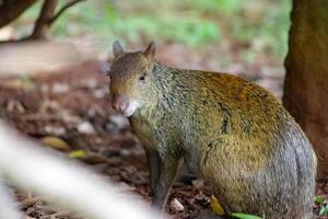 agouti vilda djur av släktet dasyprocta foto