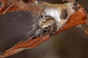 vuxen typisk orbweaver spindel foto