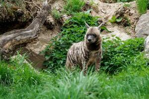 randig hyena i gräs foto