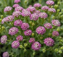 ai genererad skön små rosa blommor i de trädgård. selektiv fokus. foto