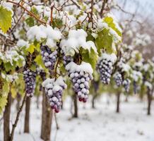 ai genererad klasar av röd vin vindruvor täckt med snö på en vingård i vinter- foto