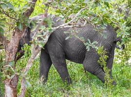 stora fem afrikanska elefantkruger nationalpark safari Sydafrika.