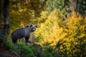 vildbrun björn i höstskogen. djur i naturlig livsmiljö. vilda djurliv foto