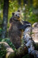 babyunge vild brunbjörn står på träd i höstskogen. djur i naturlig livsmiljö foto