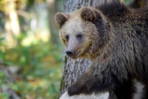 bebisunge vildbrun björn i höstskogen. djur i naturlig livsmiljö foto