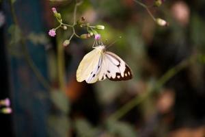 fjäril, natur, skönhet, naturlig skönhet, färgglad foto