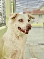 porträtt av vit hund foto