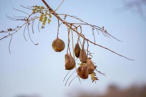 blå jacarandafrukter foto