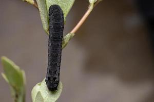 larv äter en vanlig purslanväxt foto