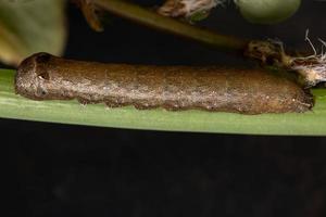 larv som äter ett gräslökblad foto