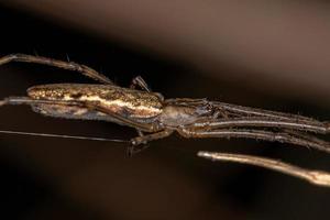 långkäftad orbweaver spindel