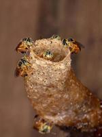 stingless jatai bee