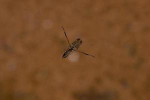 liten typisk backswimmer -insekt foto