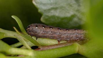larv som äter växten flammande katy