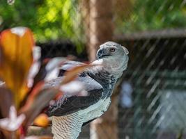 harpy eagle djur foto