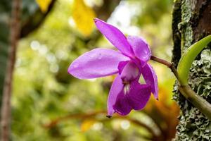rosa orkidéblomma
