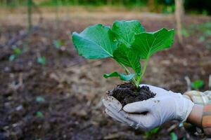 trädgårdsmästare hand som håller planta kål grönsak i den ekologiska gården foto