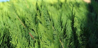 närbild färsk grön jul löv, grenar av thuja träd på grön bakgrund. thuya kvist occidentalis, vintergröna barr- träd. kinesisk tuja. barrträd ceder thuja blad grön textur foto