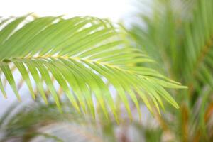 grönt tropiskt palmblad med skugga på den vita väggen foto