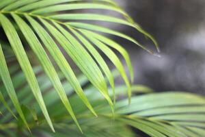 grönt tropiskt palmblad med skugga på den vita väggen foto