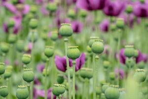 grön opium vallmo kapslar, lila vallmo blommar i en fält. vallmo, jordbruks beskära. foto