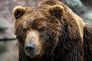 kamchatka brun Björn. brun päls täcka, fara och aggressiv djur. stor däggdjur från Ryssland. foto