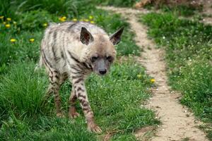 randig hyena i gräs foto