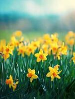 ai genererad skön panorama- vår natur bakgrund med påsklilja blommor foto