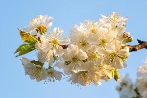 körsbär blommar på en blå himmel. vår blommig bakgrund. körsbär blommor blomstrande i de våren. foto