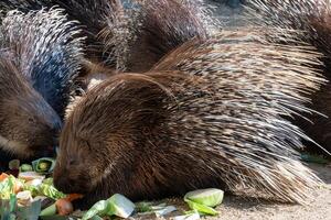 cape piggsvin äter grönsaker foto