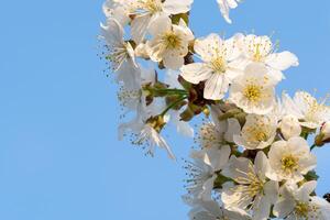 körsbär blommar på en blå himmel. vår blommig bakgrund. körsbär blommor blomstrande i de våren. foto