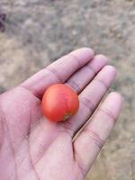 en person innehav en små röd tomat i deras hand foto