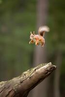 ai genererad eurasian röd ekorre sciurus vulgaris Hoppar i de skog på sommar dag, neuralt nätverk genererad fotorealistisk bild foto