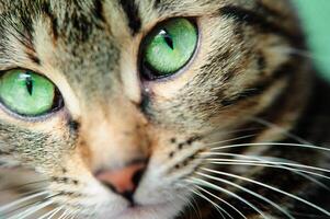 en makro skott av en ung tabby kattens ansikte. fokus på hans underbar grön ögon foto