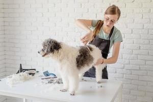 leende kvinna grooming bichon frise hund i salongen foto