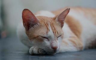 gul vit katt sover