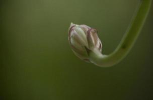 fiskbenskaktusblomma foto