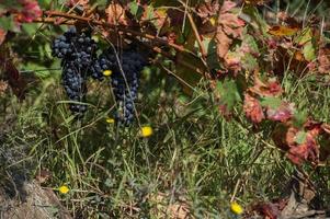 röda druvor, heroisk vinodling, ribeira sacra, galicien, spanien foto